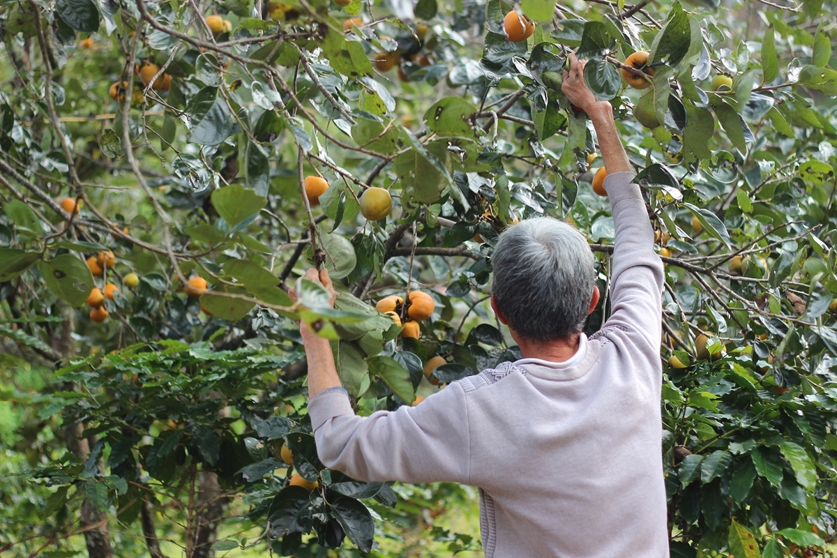 hong Da Lat mat mua the tham anh 2