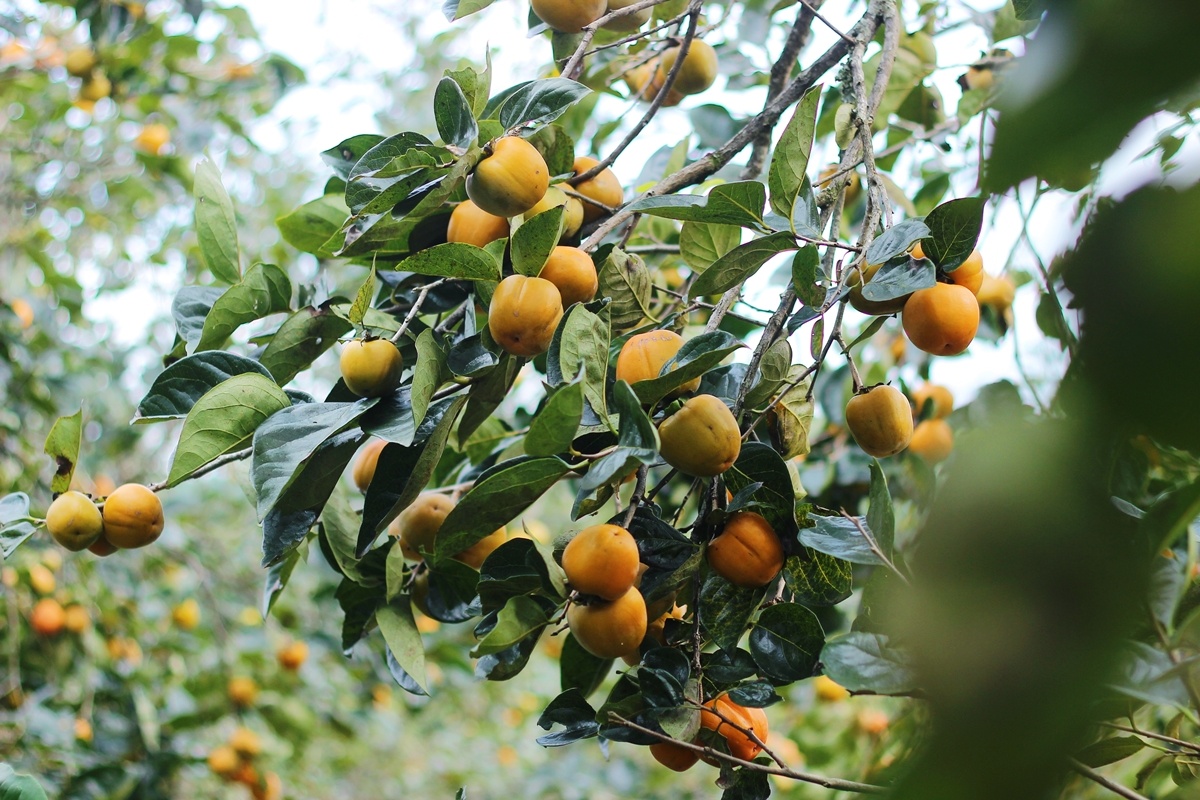 hong Da Lat mat mua the tham anh 3