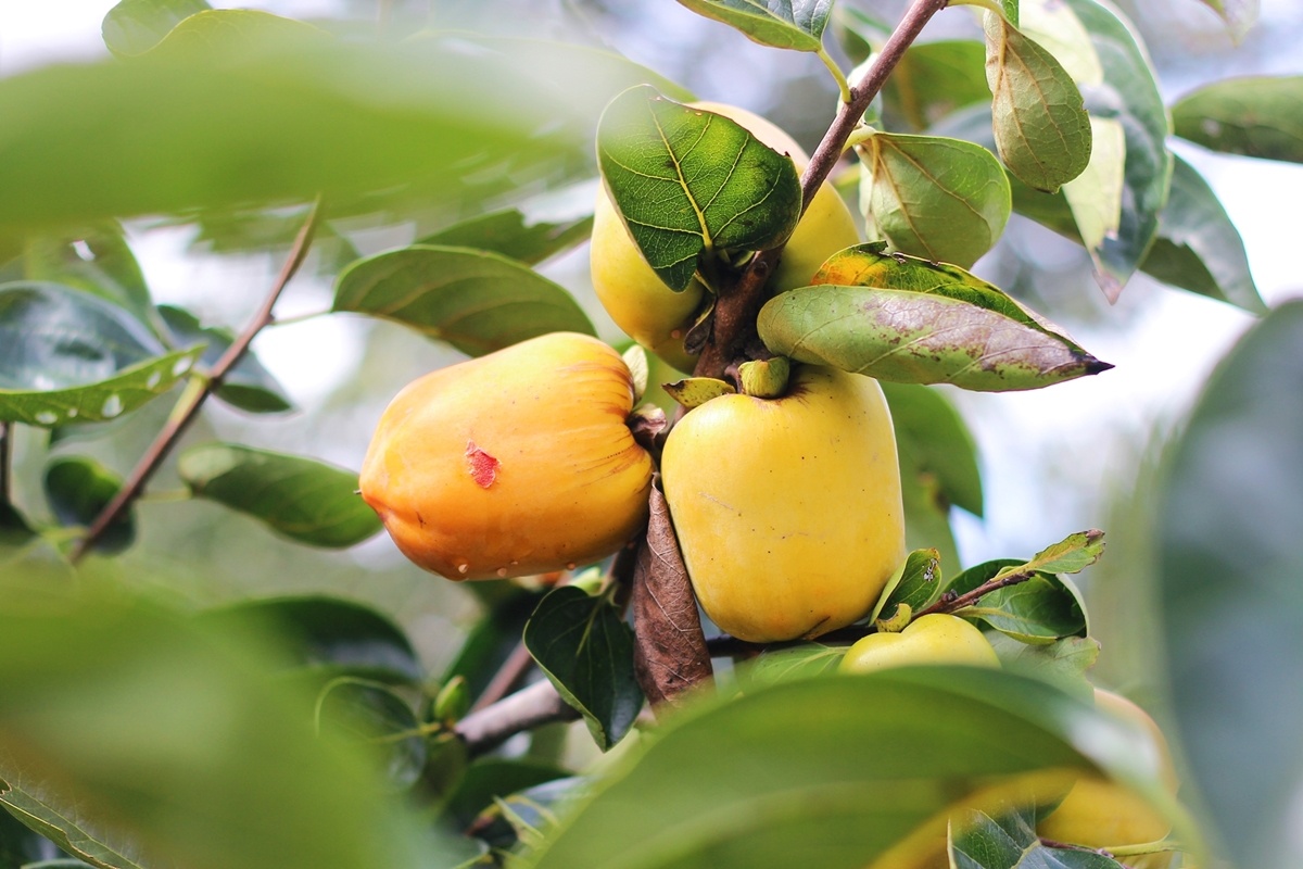 hong Da Lat mat mua the tham anh 4