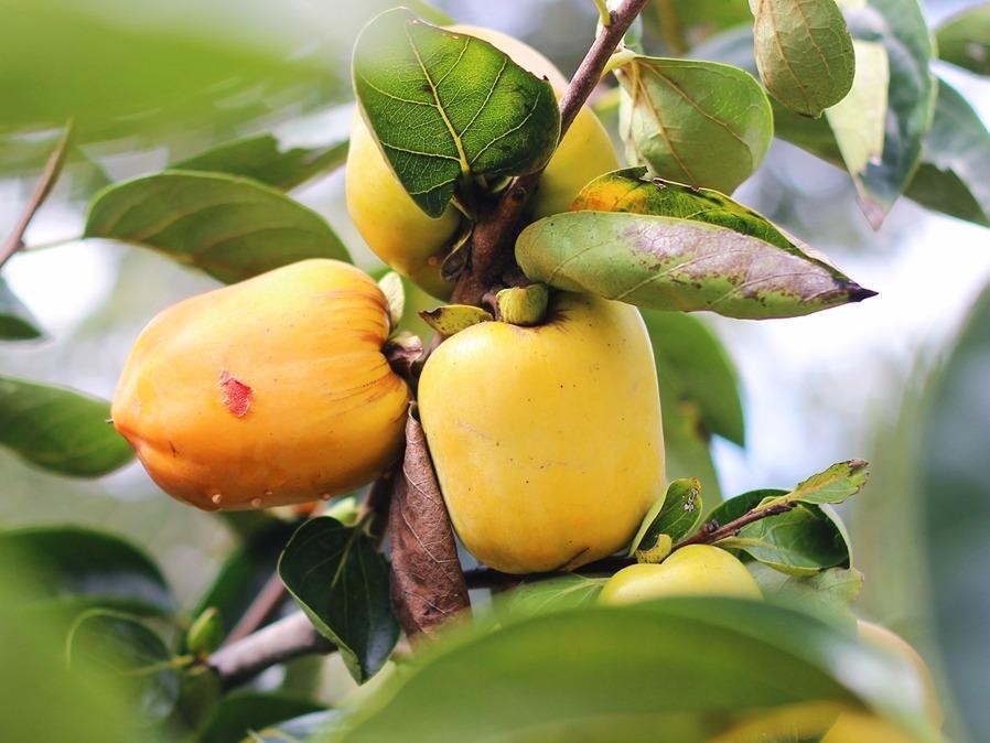 Hong Da Lat mat mua the tham hinh anh