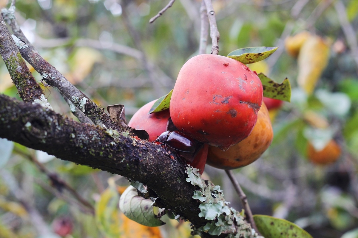 hong Da Lat mat mua the tham anh 5