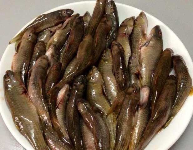 Ca ro, tep dong mien Tay bay ca nghin cay so ra Ha Noi hinh anh