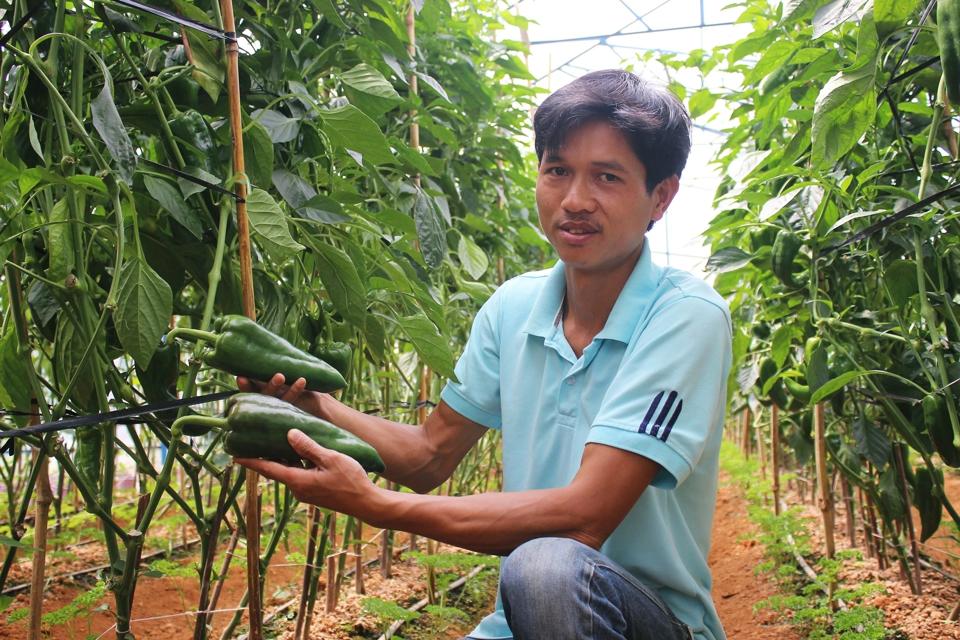 ot khong lo,  ot sung bo,  nguyen dinh anh 1