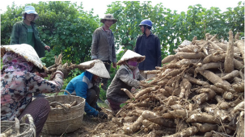 Gia 60 kg mi = 1 to pho hinh anh