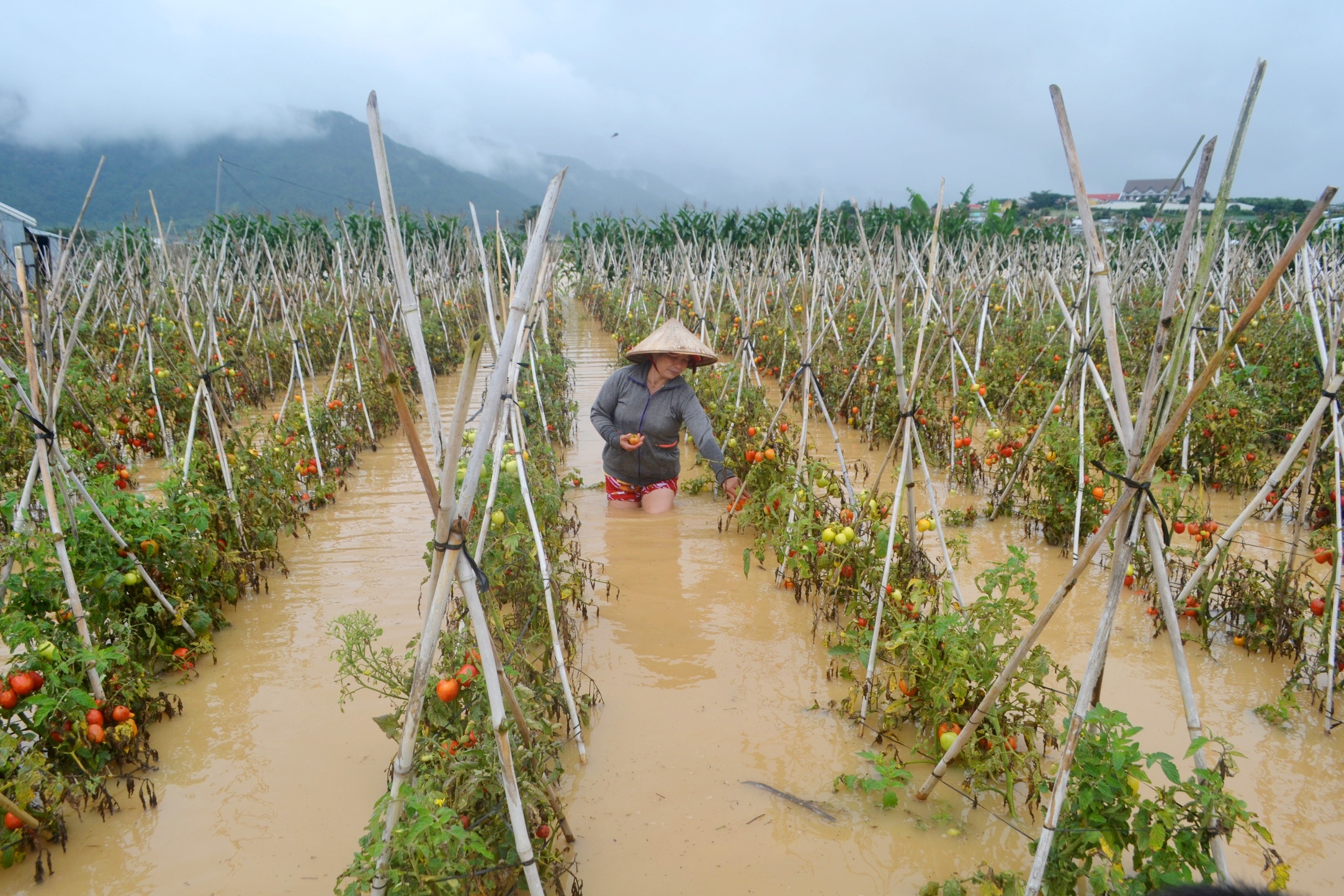 Vung rau lon nhat nuoc thiet hai nang ne vi xa lu anh 2