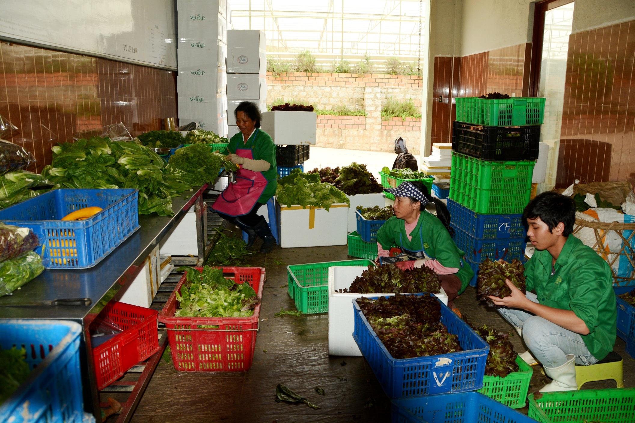 Vung rau lon nhat nuoc thiet hai nang ne vi xa lu anh 3