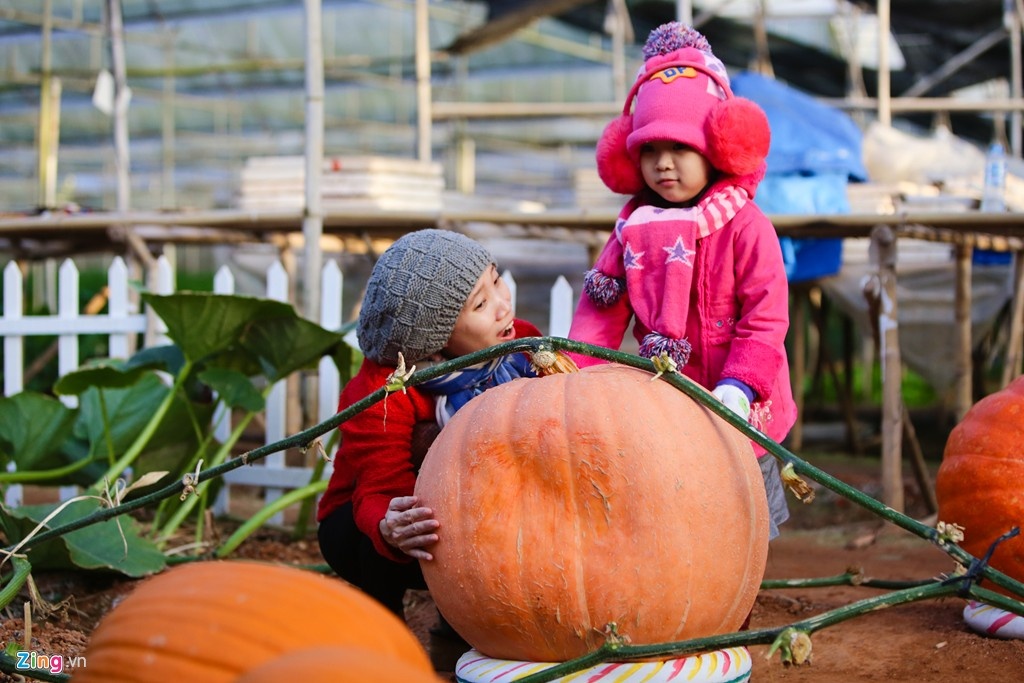 Nong dan Da Lat lam giau tu rau cu doc la hinh anh