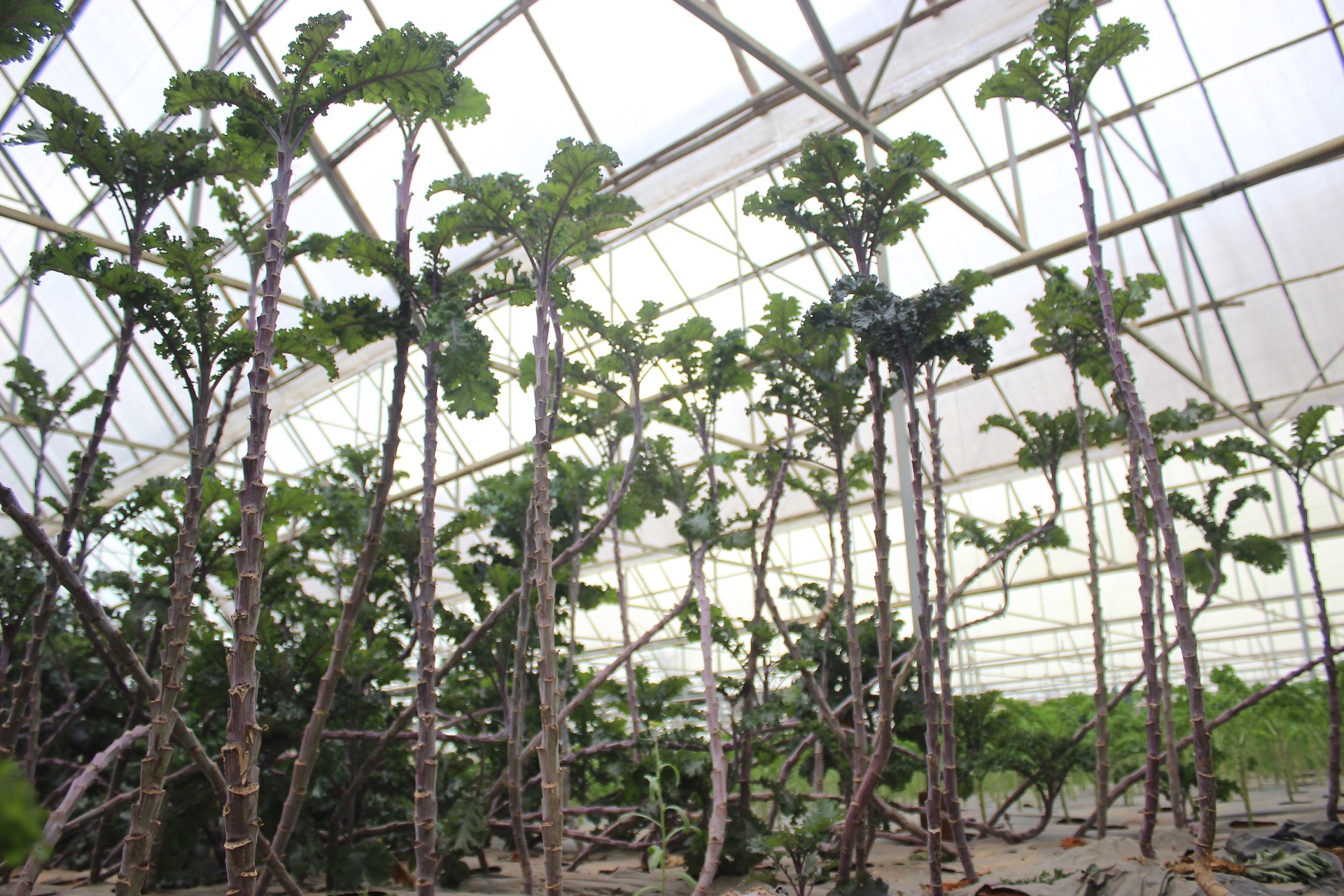 nong dan Da Lat lam giau nho rau cu doc la anh 3