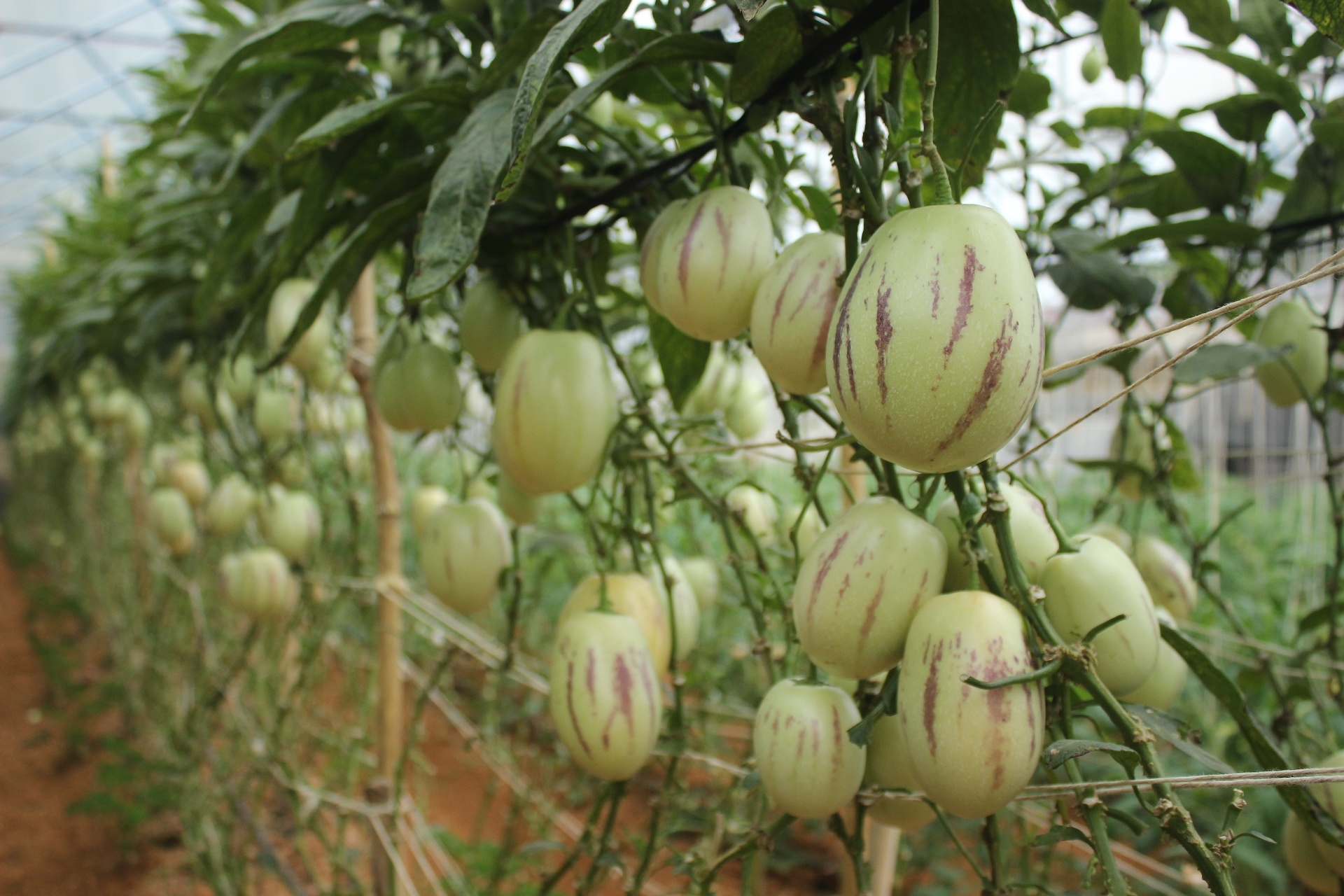 nong dan Da Lat lam giau nho rau cu doc la anh 4