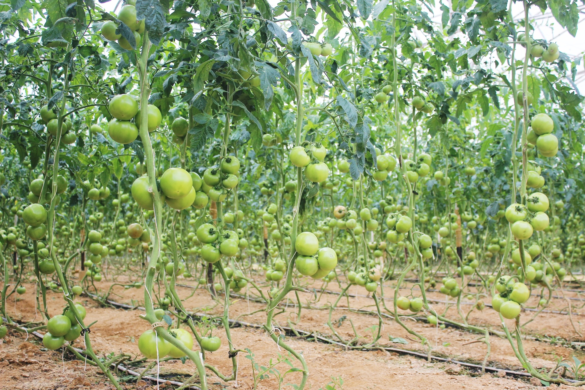 thu tien ty nho trong rau cong nghe cao anh 2