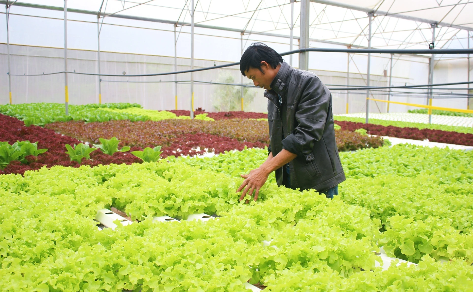 Ong chu co khi thu tien ty nho trong rau cong nghe cao hinh anh