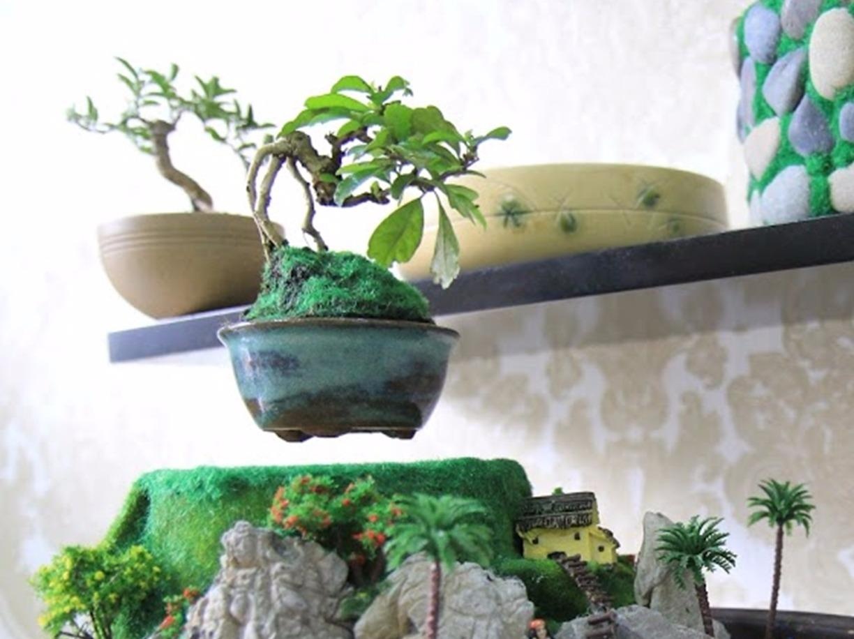 Bonsai tien trieu bay lo lung hut khach Sai Gon hinh anh