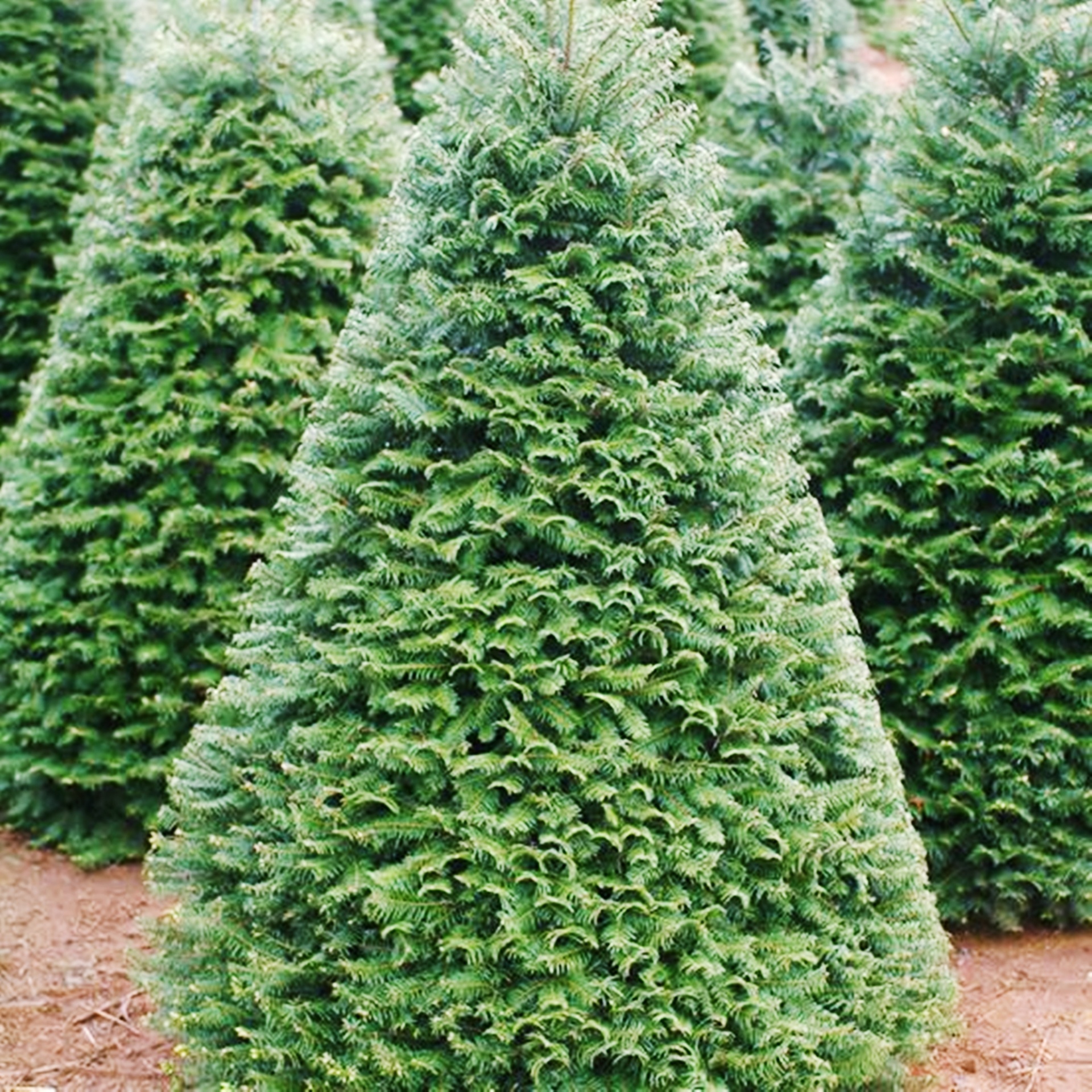 Cay thong Noel that tu My gia 7 trieu dong ban o Sai Gon hinh anh