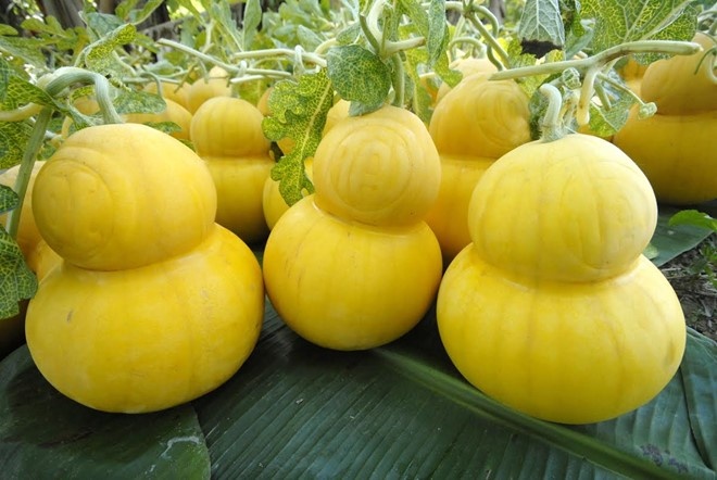 Buoi ho lo, dua hau thoi vang khan hang dip Tet hinh anh