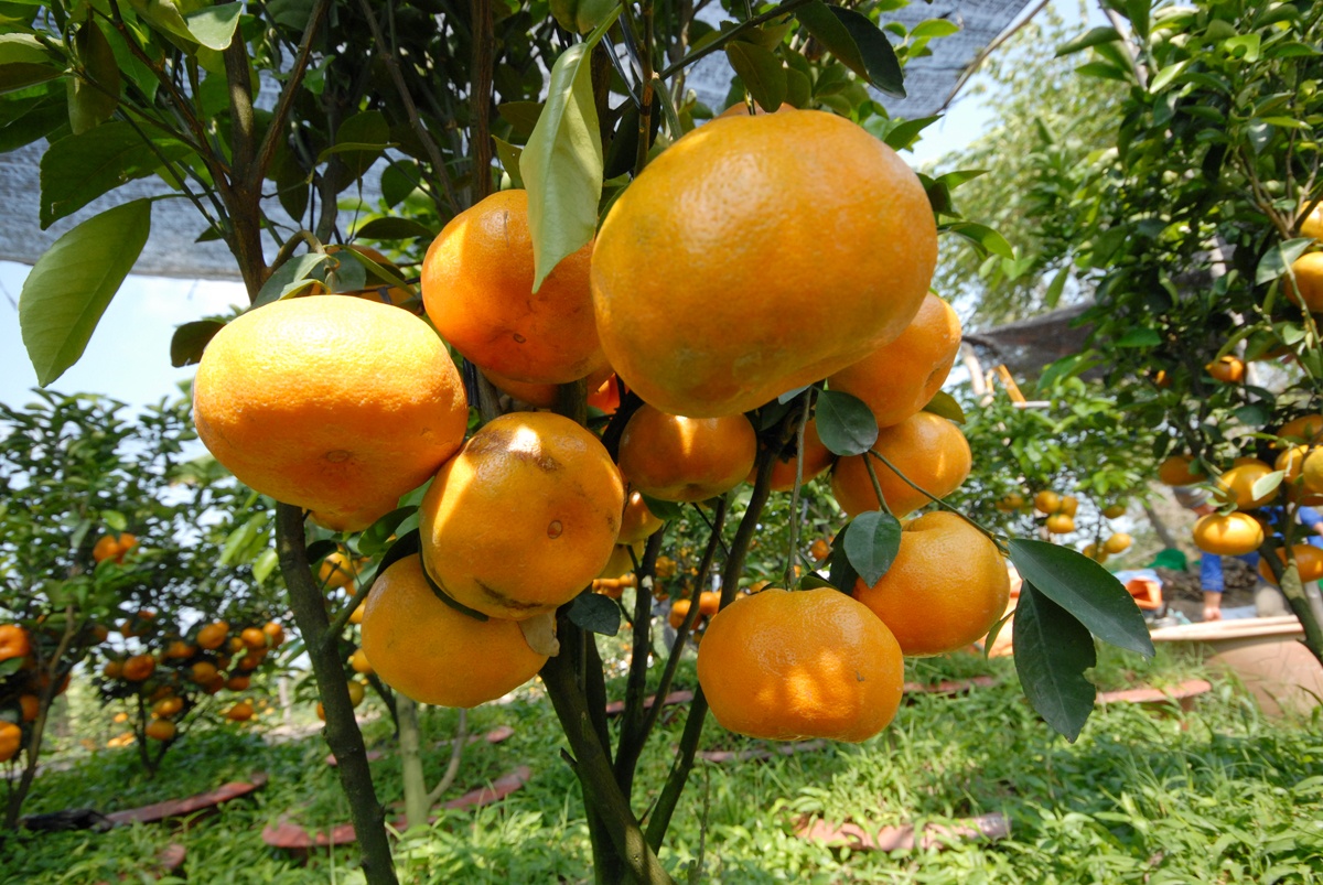 Trai cay trung Tet khan hang o mien Tay anh 10