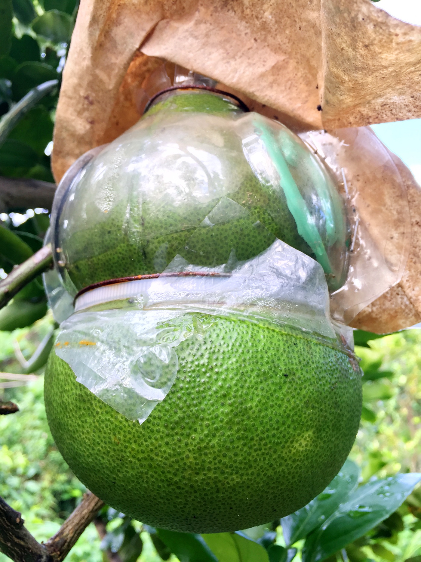 Trai cay trung Tet khan hang o mien Tay anh 6