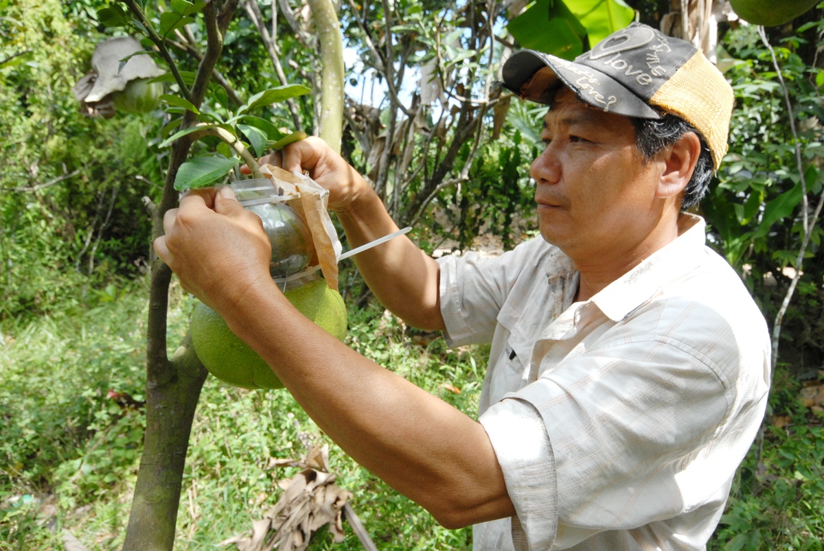 Trai cay trung Tet khan hang o mien Tay anh 7