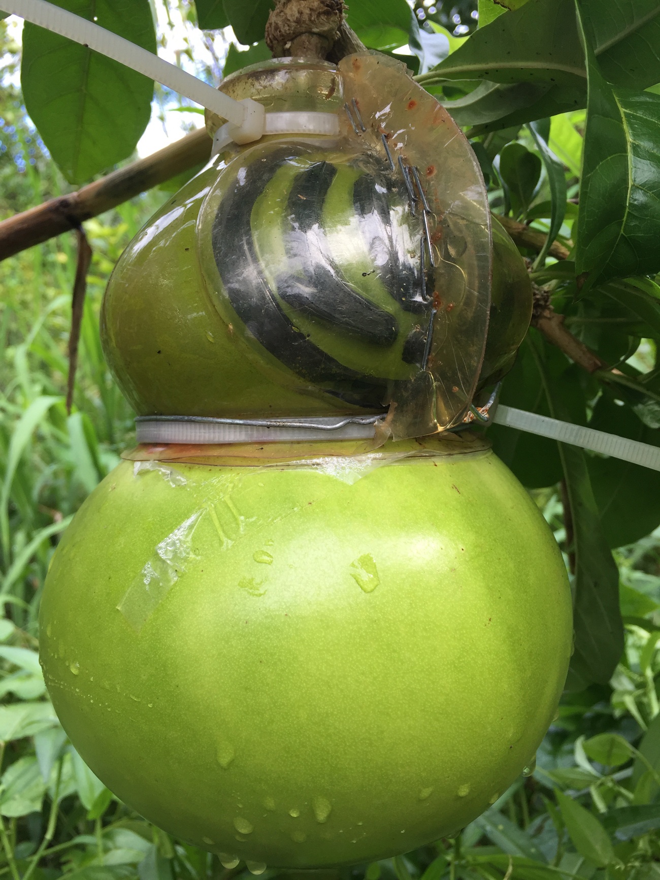 Trai cay trung Tet khan hang o mien Tay anh 9