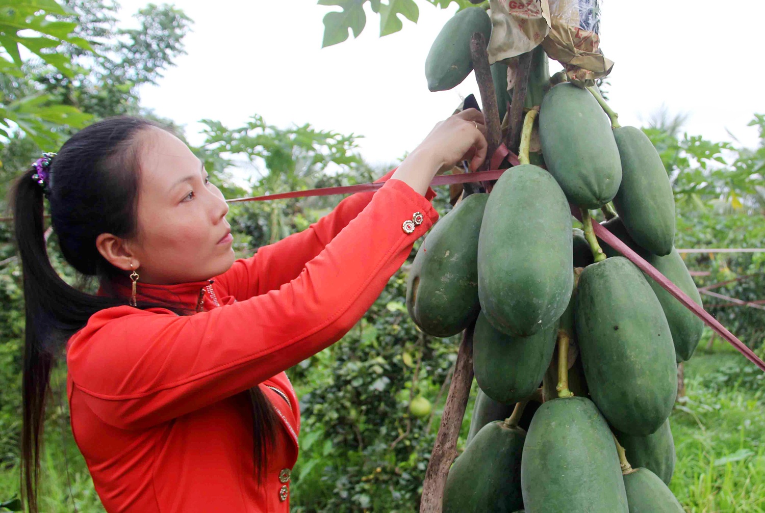 Trai cay trung Tet khan hang o mien Tay anh 2