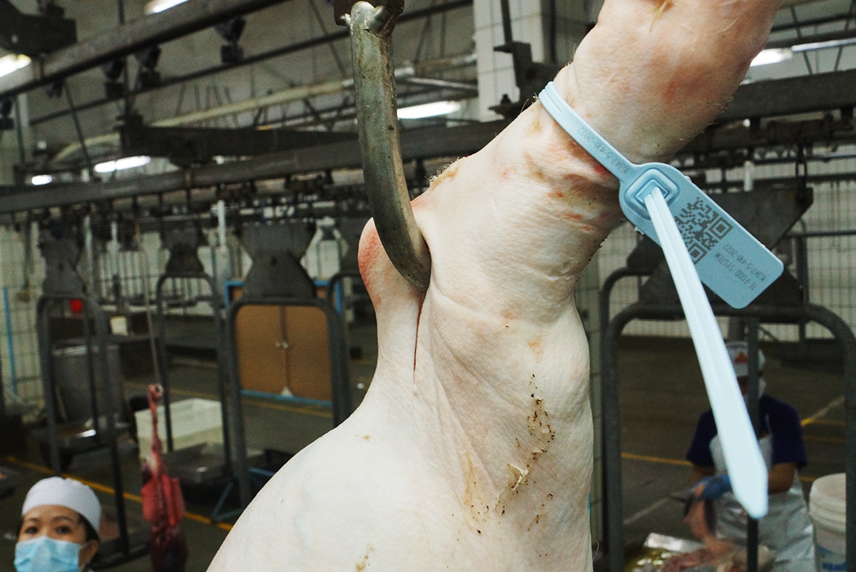 Deo vong de phan biet heo sach o Sai Gon thuc hien the nao? hinh anh