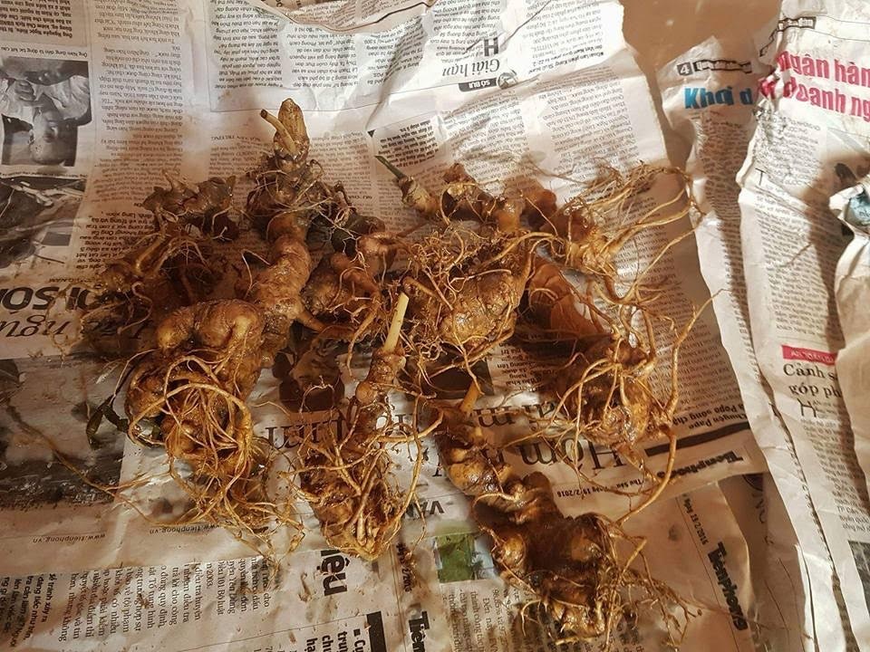 Bi mat dinh sat chuc trieu trong cu sam Ngoc Linh hon 1 kg hinh anh