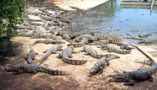 Khoc rong vi ca sau hinh anh