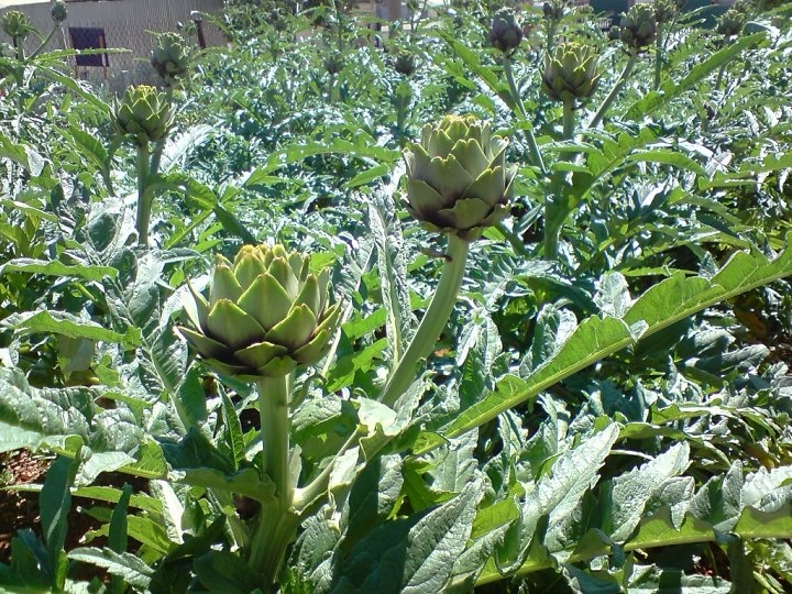 hơn 400 nghìn một kg atiso, chợ không dám bán ảnh 1 hon 400 nghin mot kg atiso, cho khong dam ban anh 1