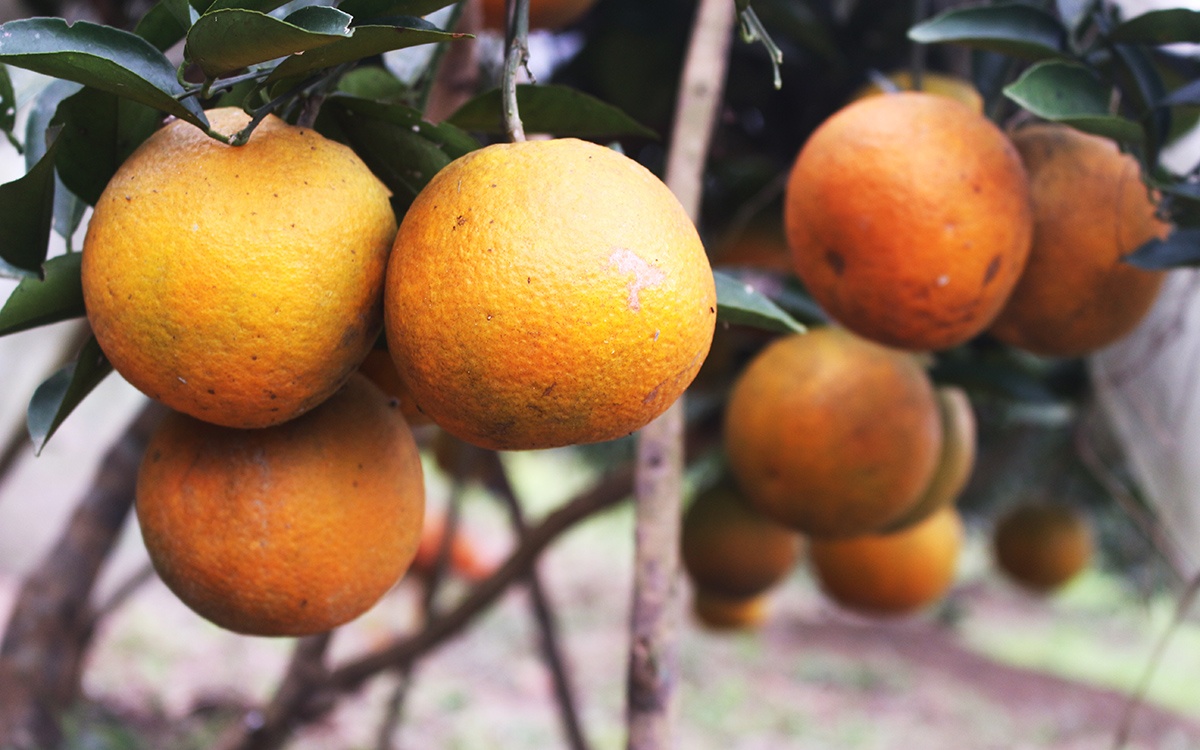 Thanh trieu phu nho cam dac san duoc gia vu Tet hinh anh