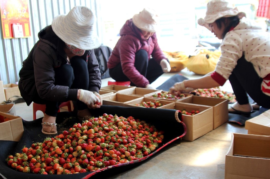 Gan 700.000 dong/kg dau Nhat trong tai Viet Nam anh 1