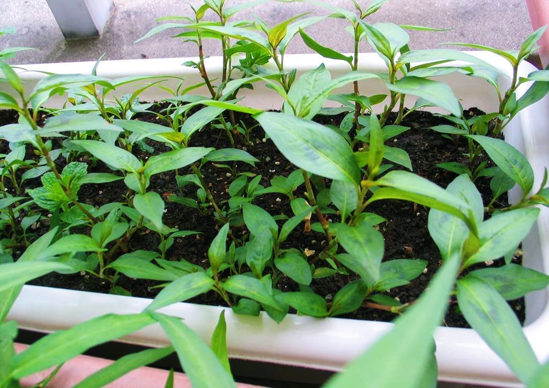 cao sao vang ebay,  non la ban tren amazon anh 7