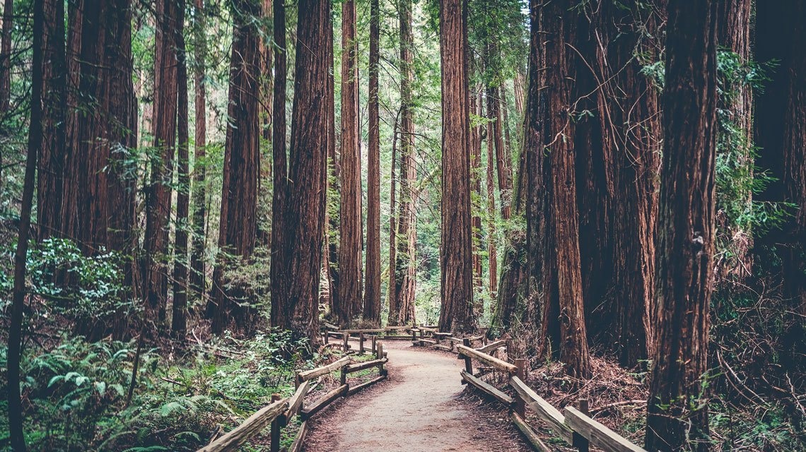 Tam rung - phuong phap giam stress cua nguoi Nhat hinh anh