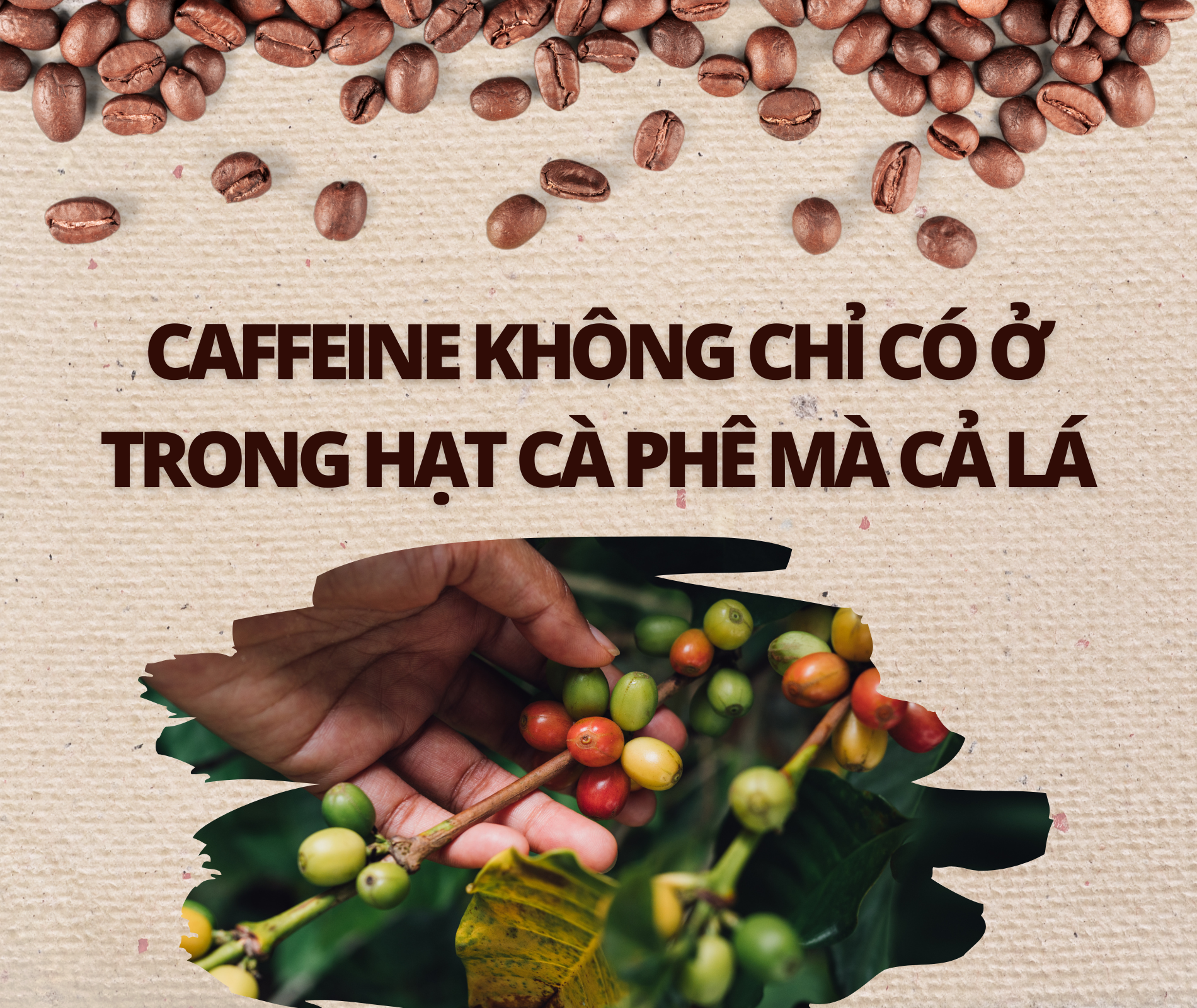 su that ve ca phe anh 1