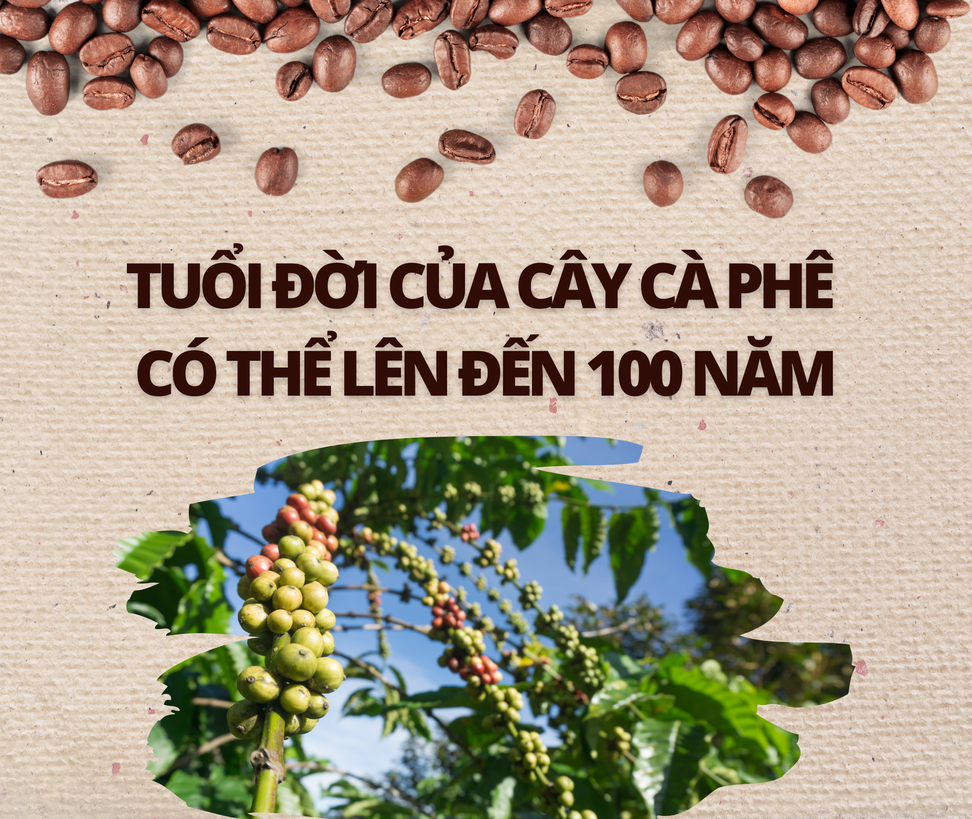 su that ve ca phe anh 2