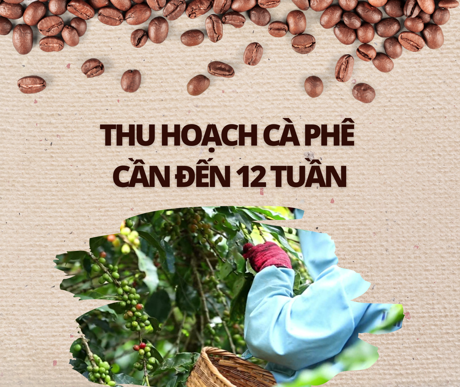 su that ve ca phe anh 3