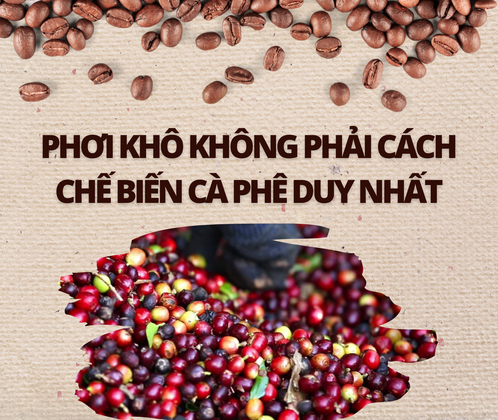 su that ve ca phe anh 4