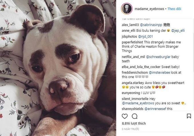 chu cho mat buon anh 6