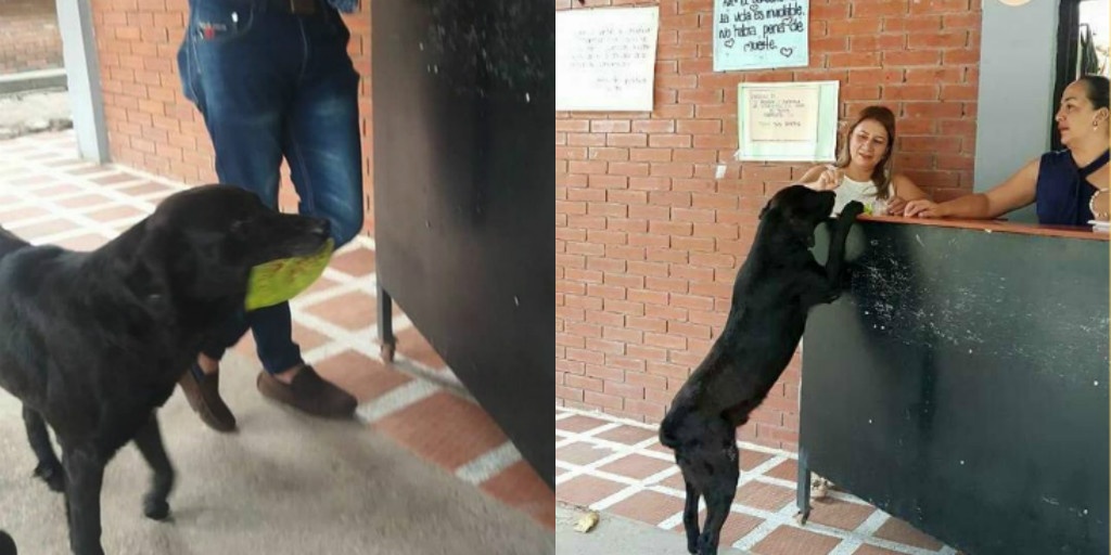 Chu cho vo gia cu dung mot chiec la de 'mua' banh quy hinh anh