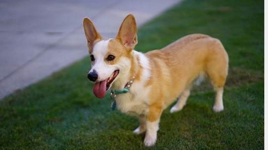 áp lực đối với sinh viên ảnh 1 ap luc doi voi sinh vien anh 1