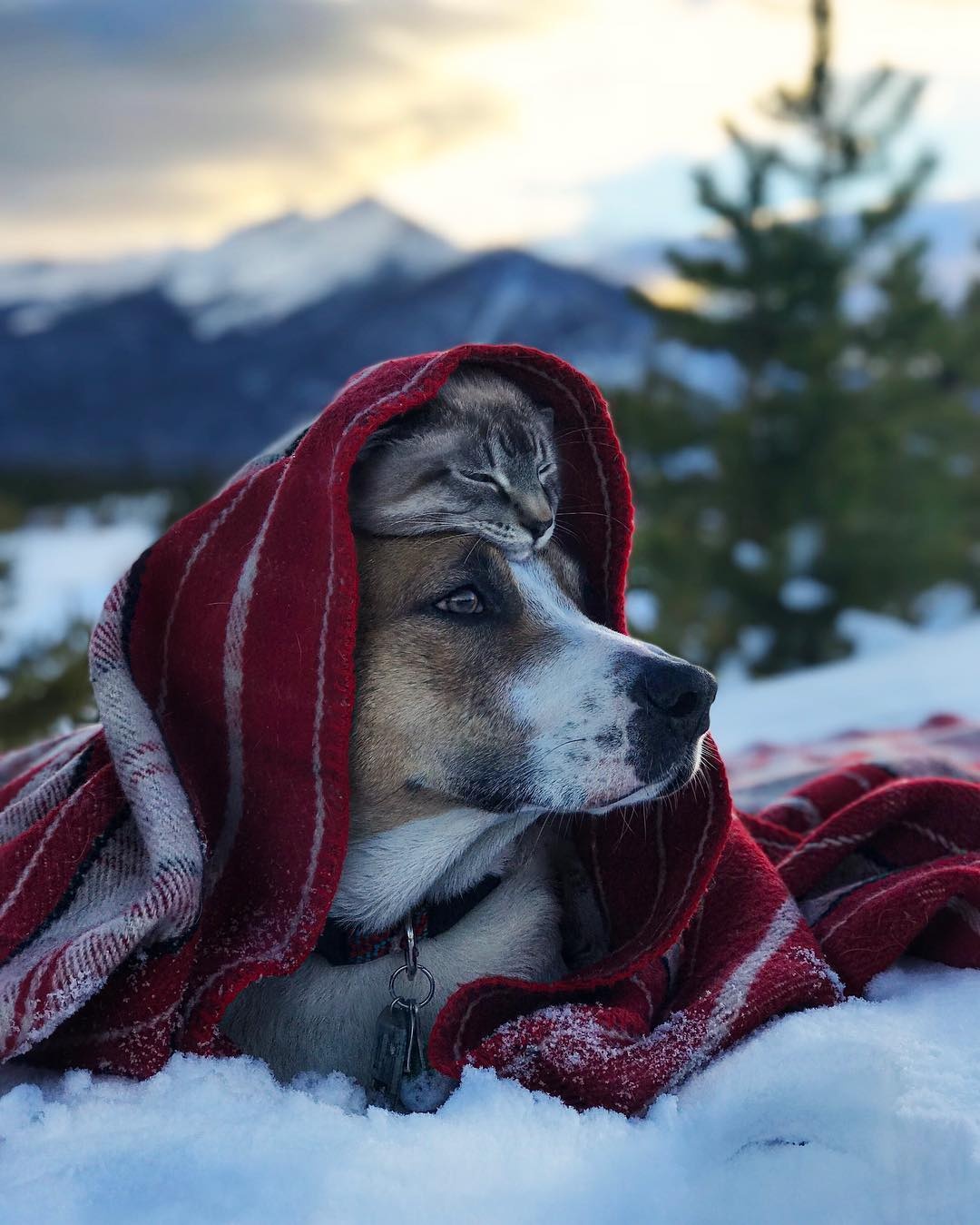 bo anh cho cong meo di muon noi anh 2