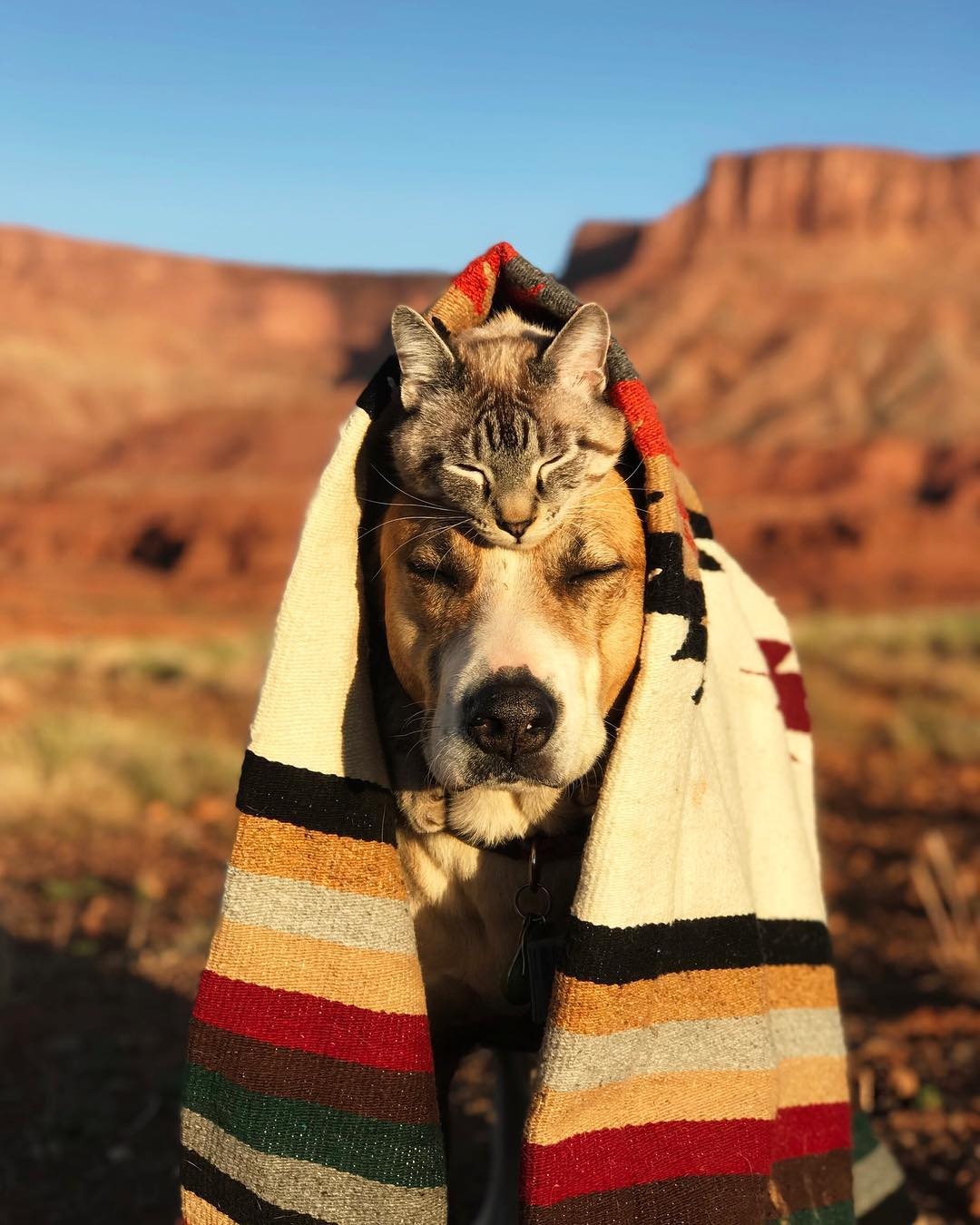 bo anh cho cong meo di muon noi anh 3