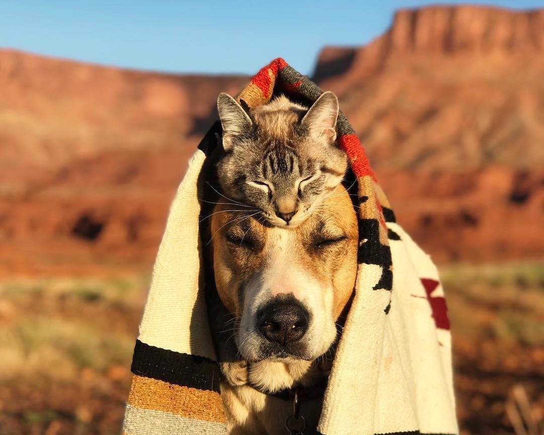 Doi ban cho - meo 'cong nhau di tron' noi tieng tren mang hinh anh