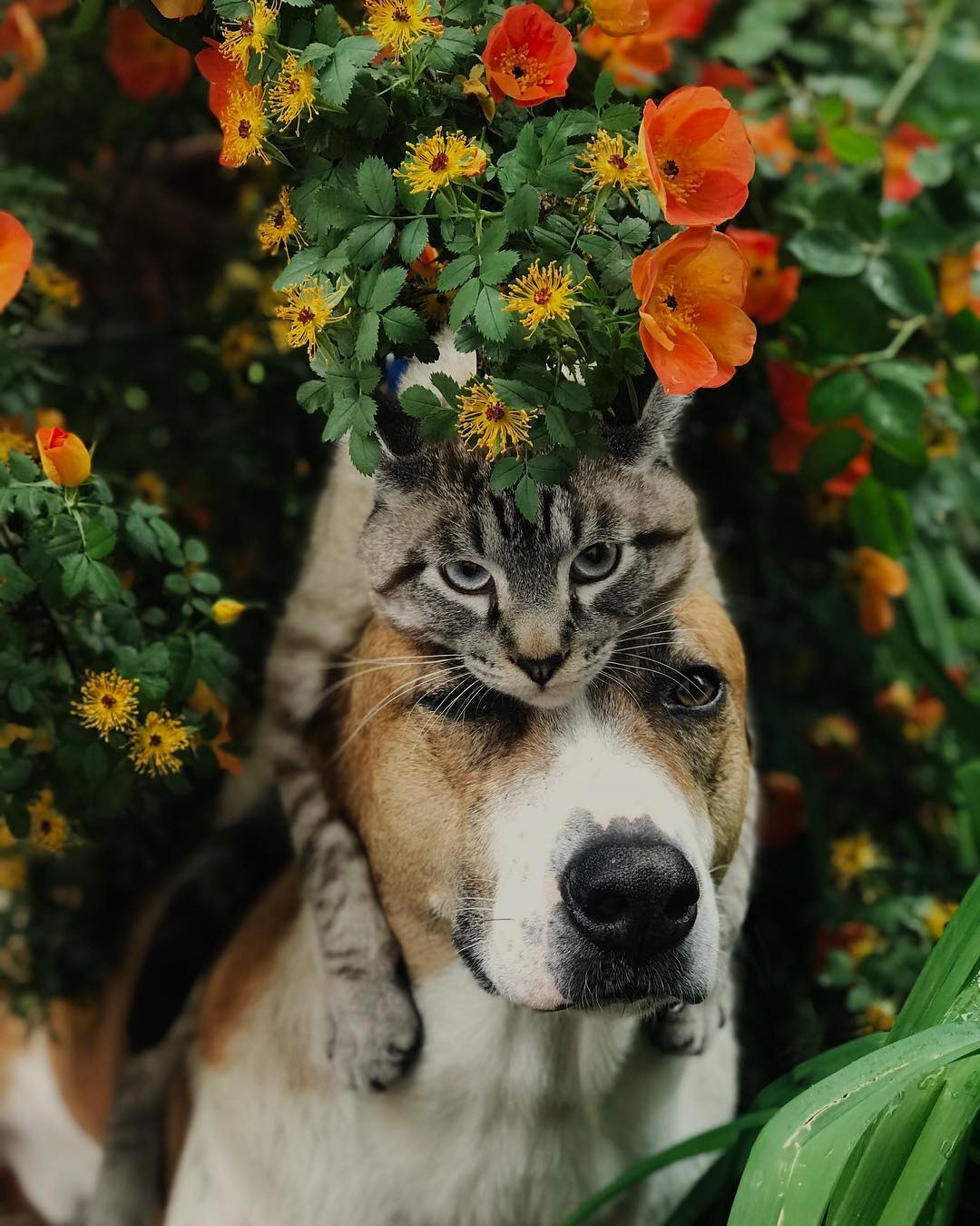 bo anh cho cong meo di muon noi anh 4