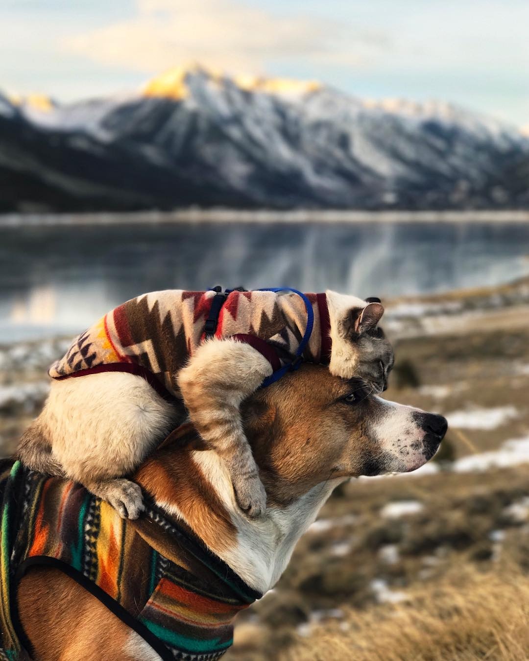 bo anh cho cong meo di muon noi anh 5