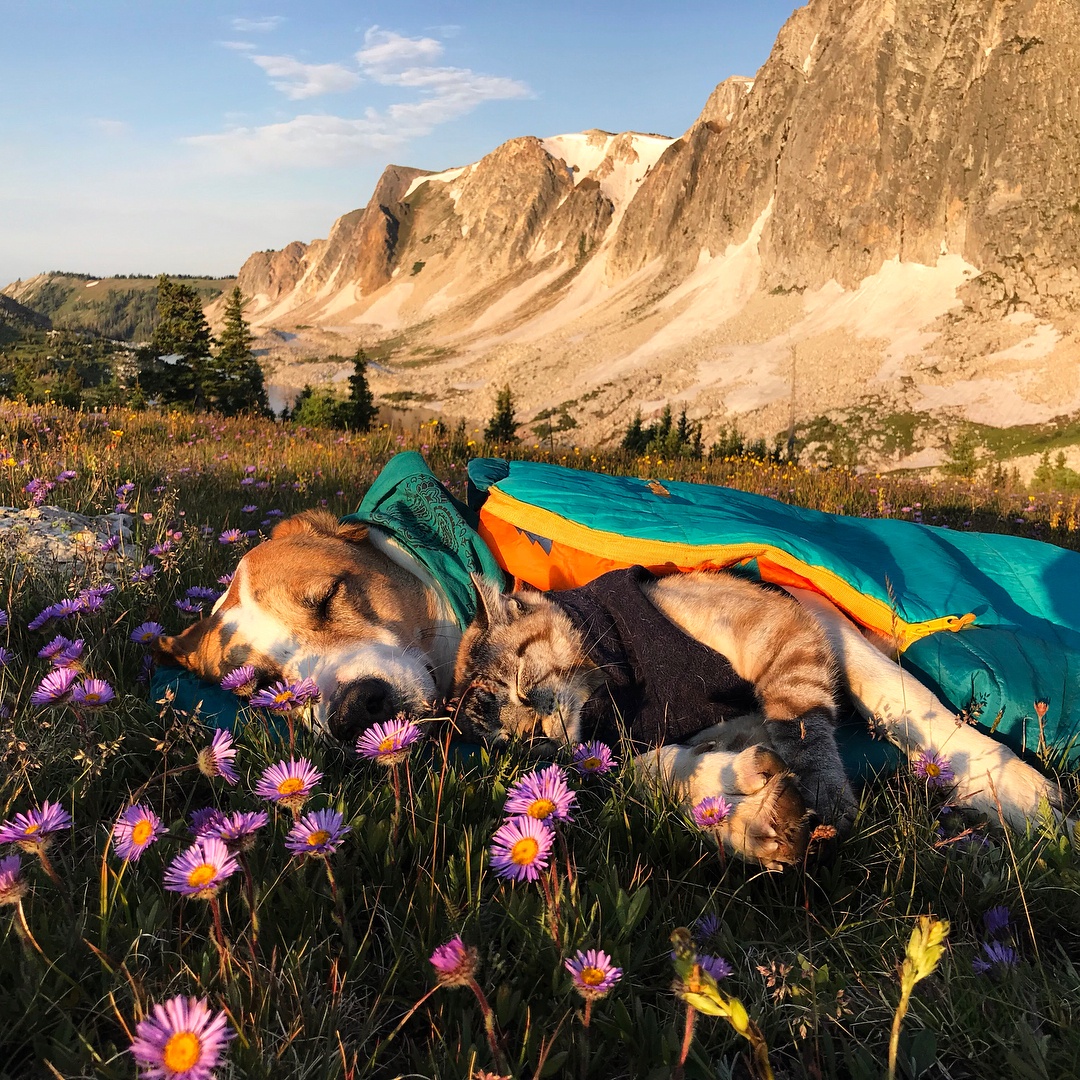 bo anh cho cong meo di muon noi anh 6