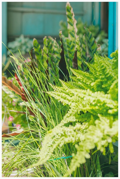 ngoi nha o An Giang anh 11