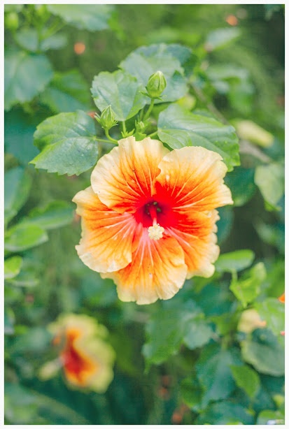 ngoi nha o An Giang anh 6