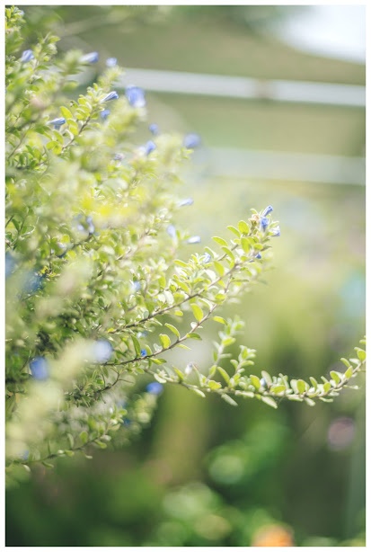 ngoi nha o An Giang anh 7