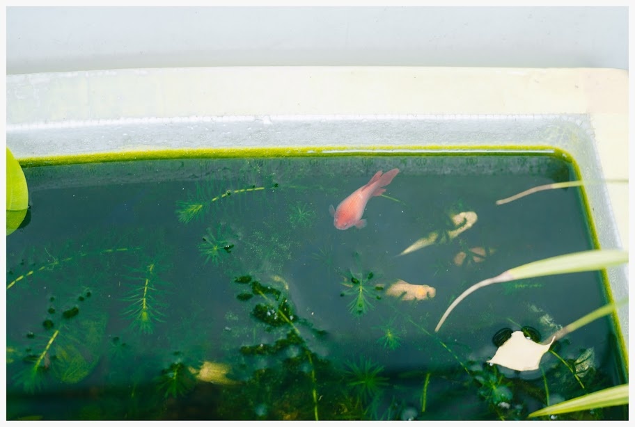 ngoi nha o An Giang anh 8