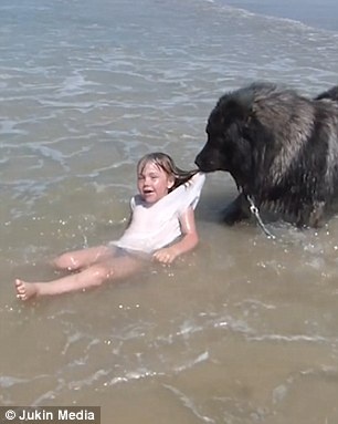 chó kéo cô chủ vào bờ ảnh 1 cho keo co chu vao bo anh 1