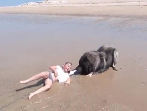 Chu cho quyet giai cuu co chu nho khoi song bien hinh anh